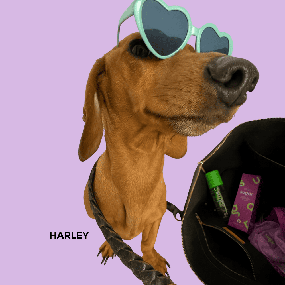 Harley the dachshund wearing heart-shaped sunglasses carrying Pampoochie cleanser in a bag by Sugar canine beauty