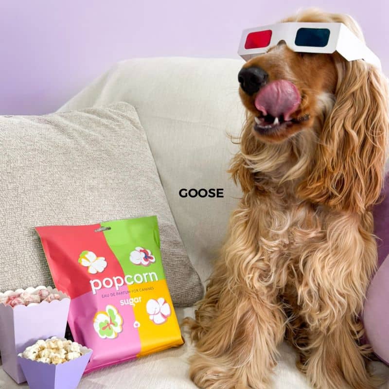 Goose the Cocker Spaniel wearing 3D glasses sitting on a couch with Sugar Popcorn dog perfume package