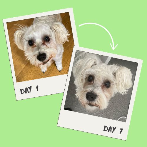 One-week comparison showing a dog’s face before and after using Pampoochie, with visibly reduced tear stains