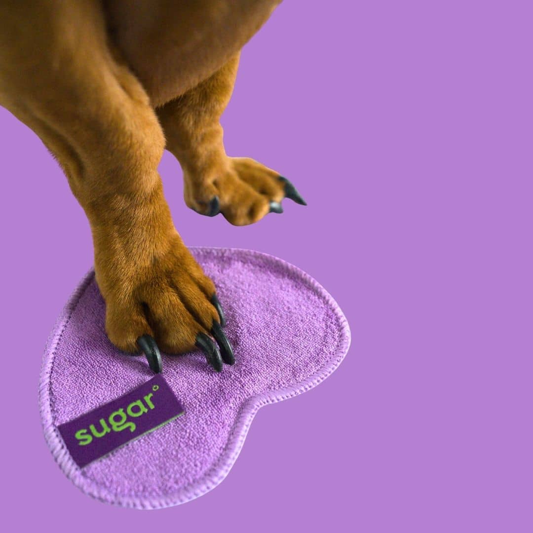 Flat lay of Pampoochie reusable cleansing wipe placed underneath a dachshund’s paw