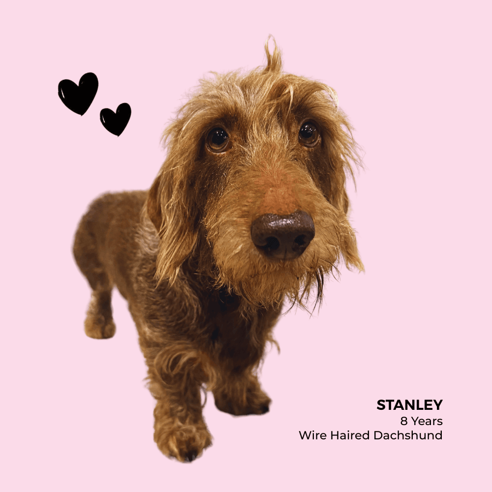 Wire-haired dachshund named Stanley posing on a pink background with black hearts