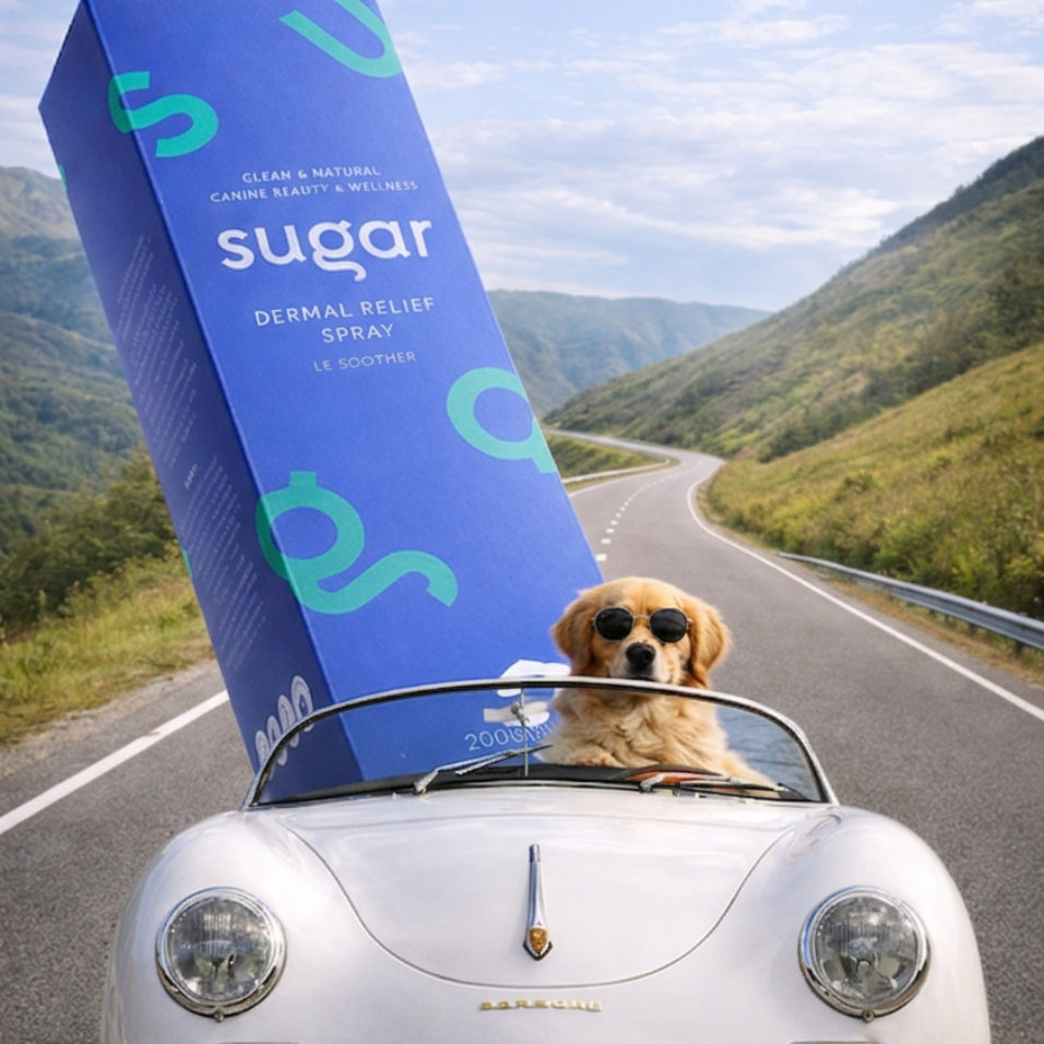 Sugar Le Soother box with a dog in the car