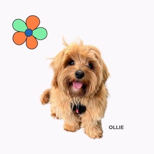 Louie the border collie, the dog who inspired Sugar, with Sugar Le Soother skin spray