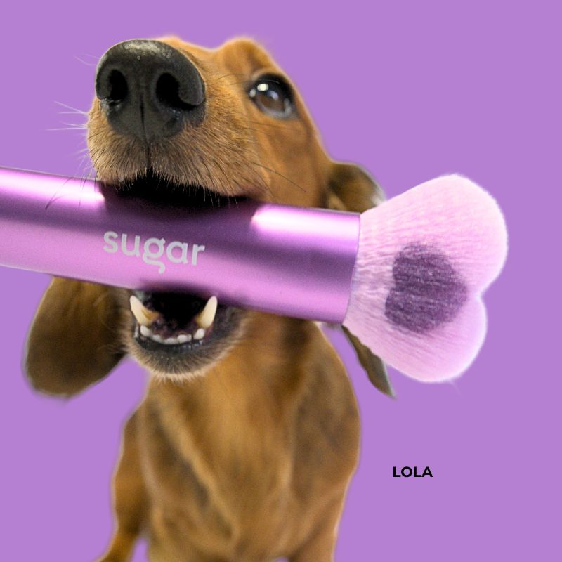 Brown dachshund named Lola holding a purple Sugar makeup brush with a dog's nose shaped bristle head against a purple background.