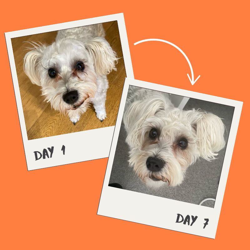 Side-by-side photos of a white dog showing results from day 1 to day 7, highlighting reduced tear stains and fresher fur after using Sugar Pampoochie.
