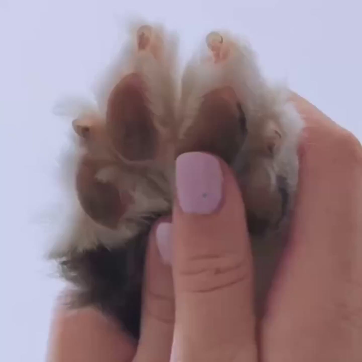 A dog's paw being gently massaged as part of the Sugar paw ritual