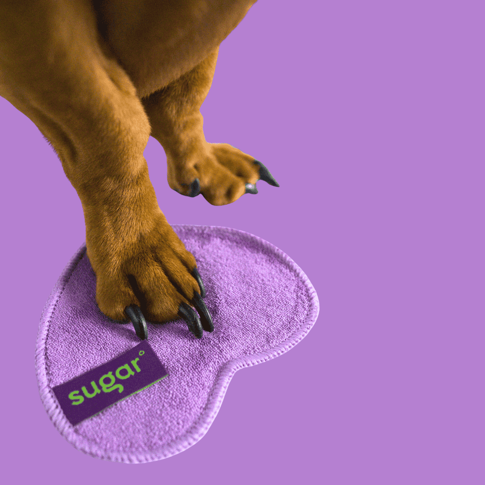 Dog paw cleaned with Sugar reusable cleansing wipe